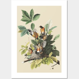 Audubon American Robin Posters and Art